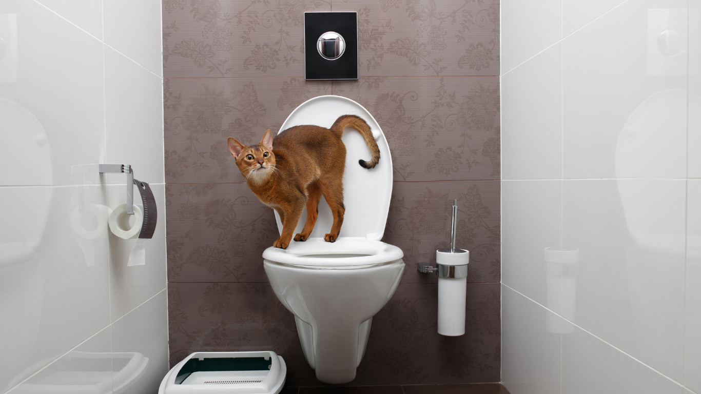 Katze auf Menschenklo
