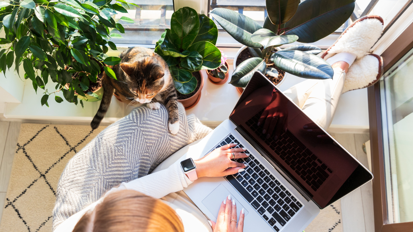 Frau am Laptop, Katze klettert auf ihr herum
