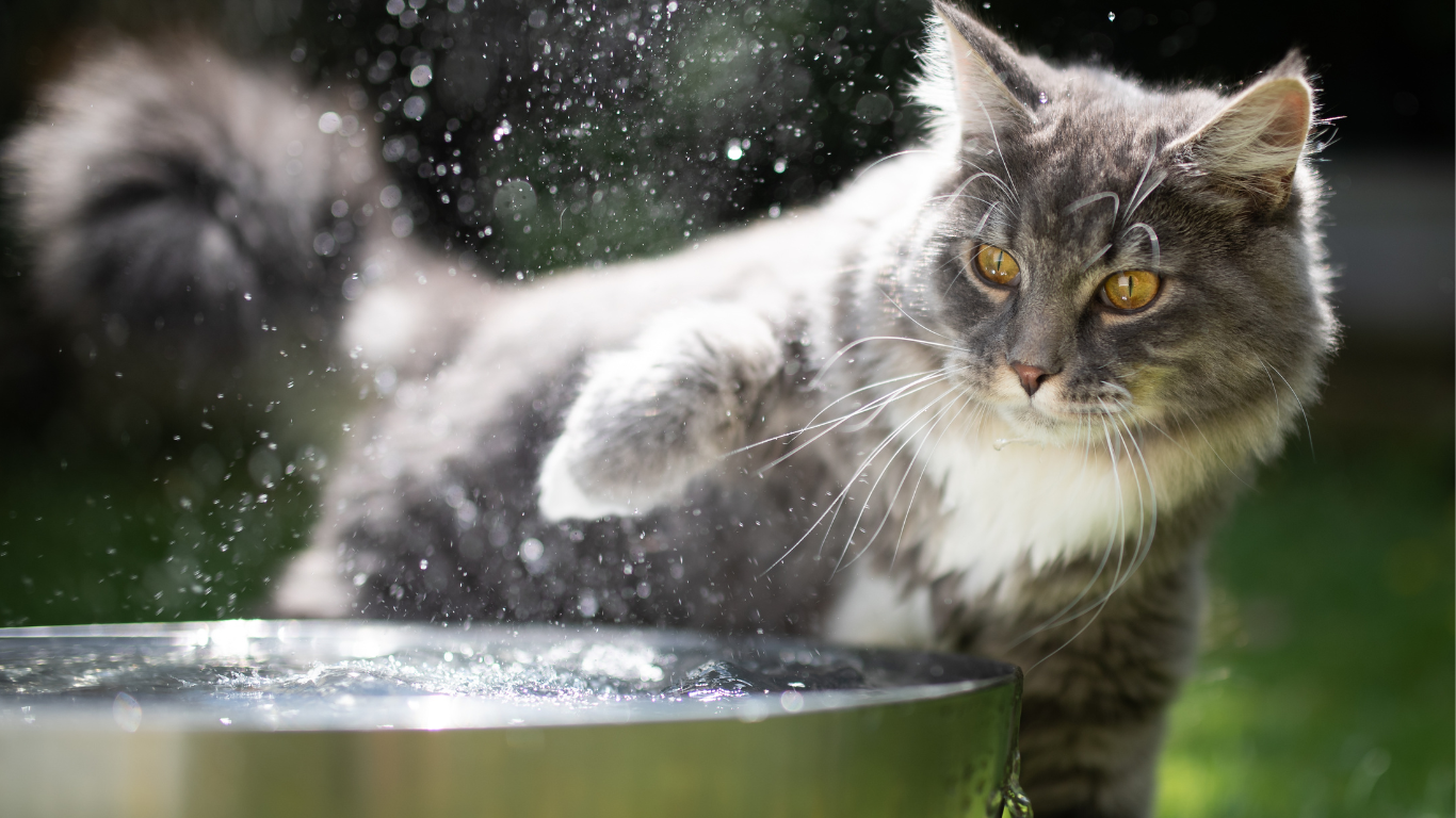 Katze spielt mit Wasser