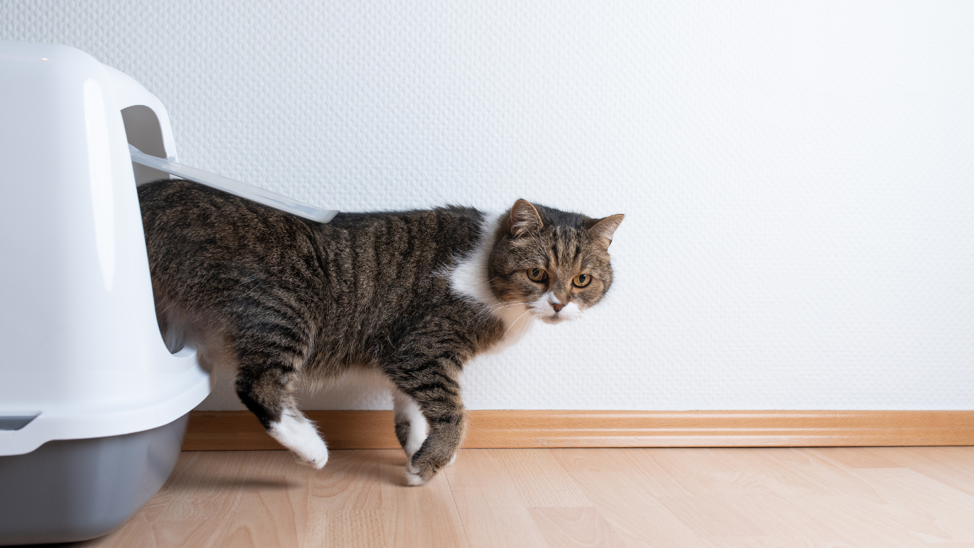 Katze kommt aus Katzenklo heraus