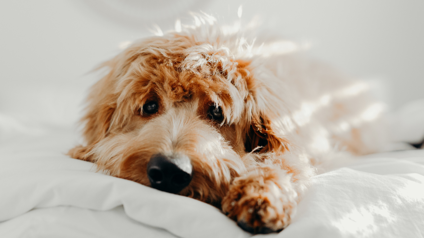 Hund liegt im Bett
