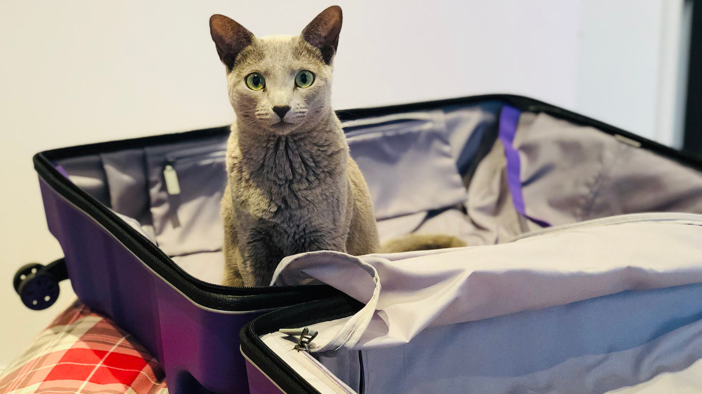 Katze sitzt im geöffneten Koffer