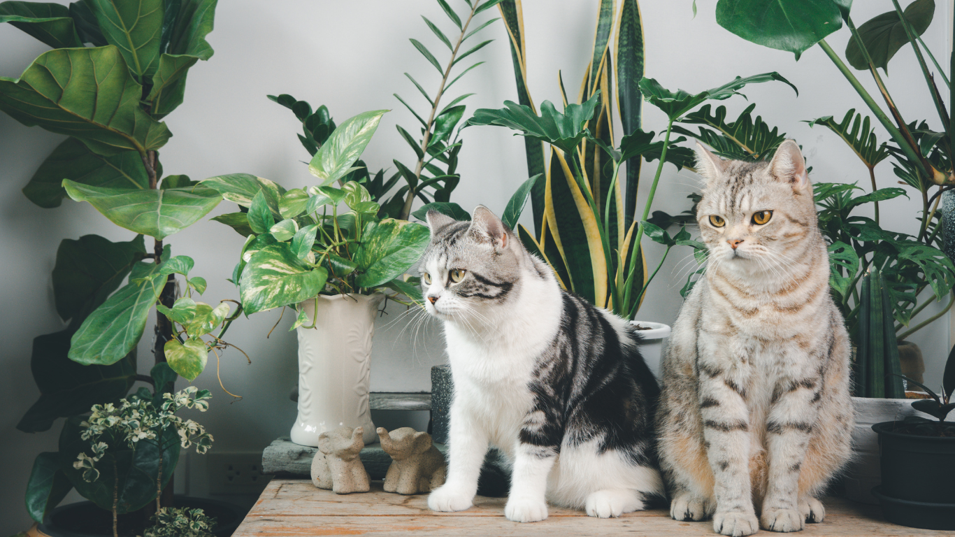 Zwei Katzen inmitten mehrerer Zimmerpflanzen