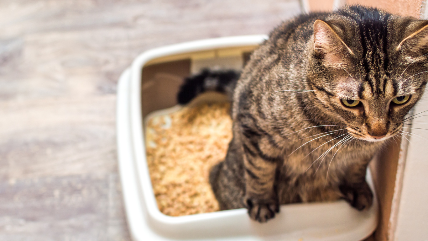 Katze macht ihr Geschäft auf dem Katzenklo