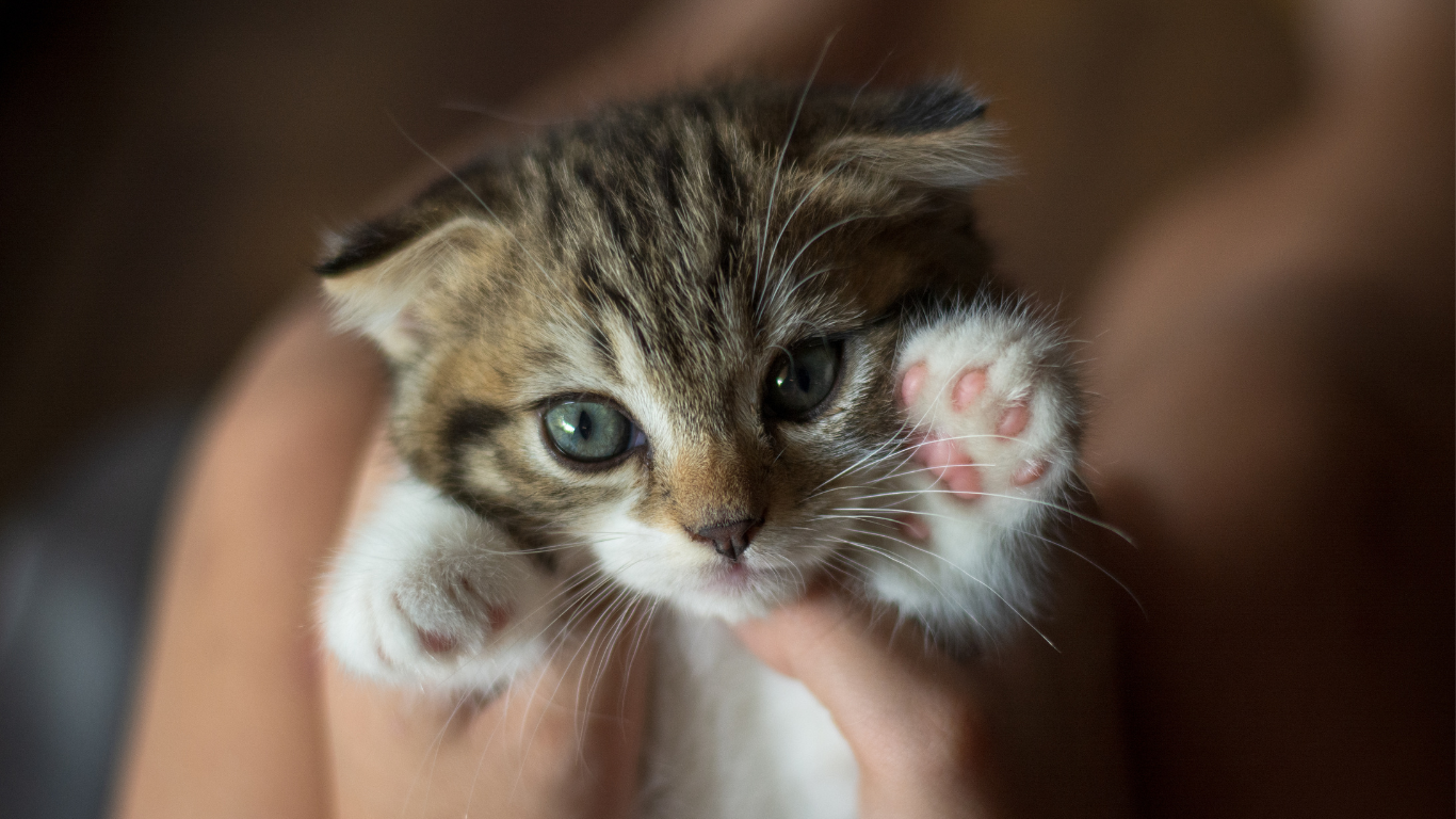 Babykatze in Menschenhänden