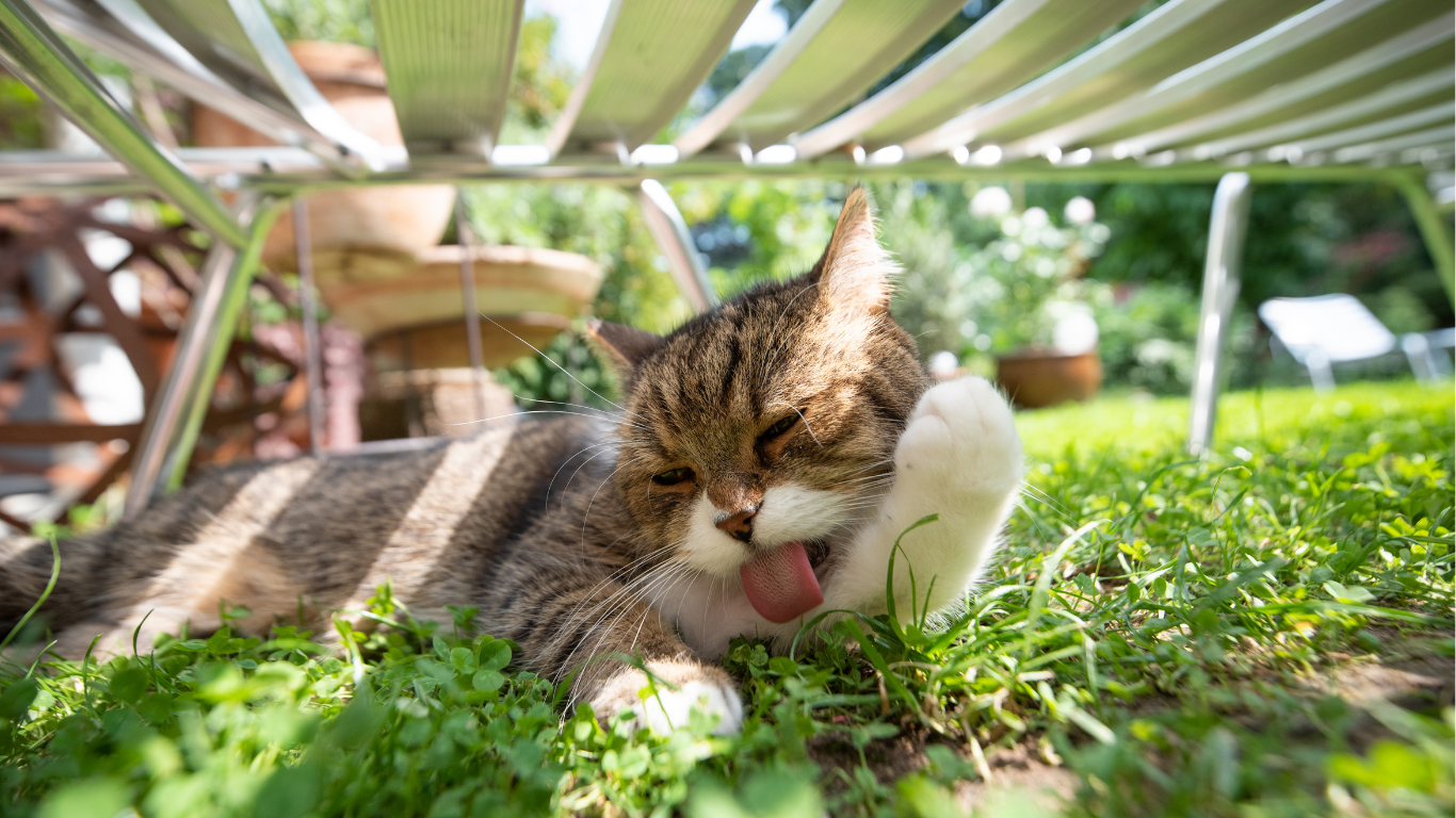 Katze putzt sich im Garten