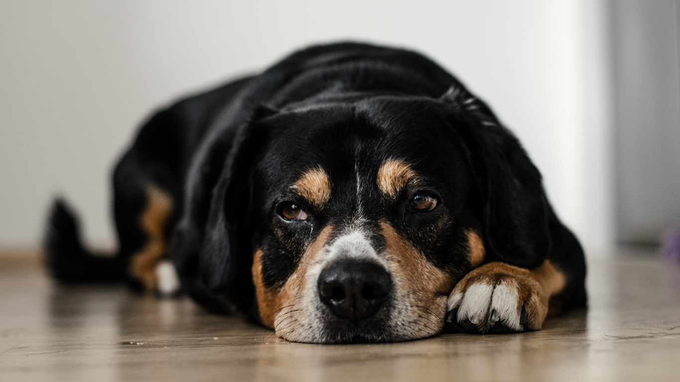 Hund liegt auf Boden