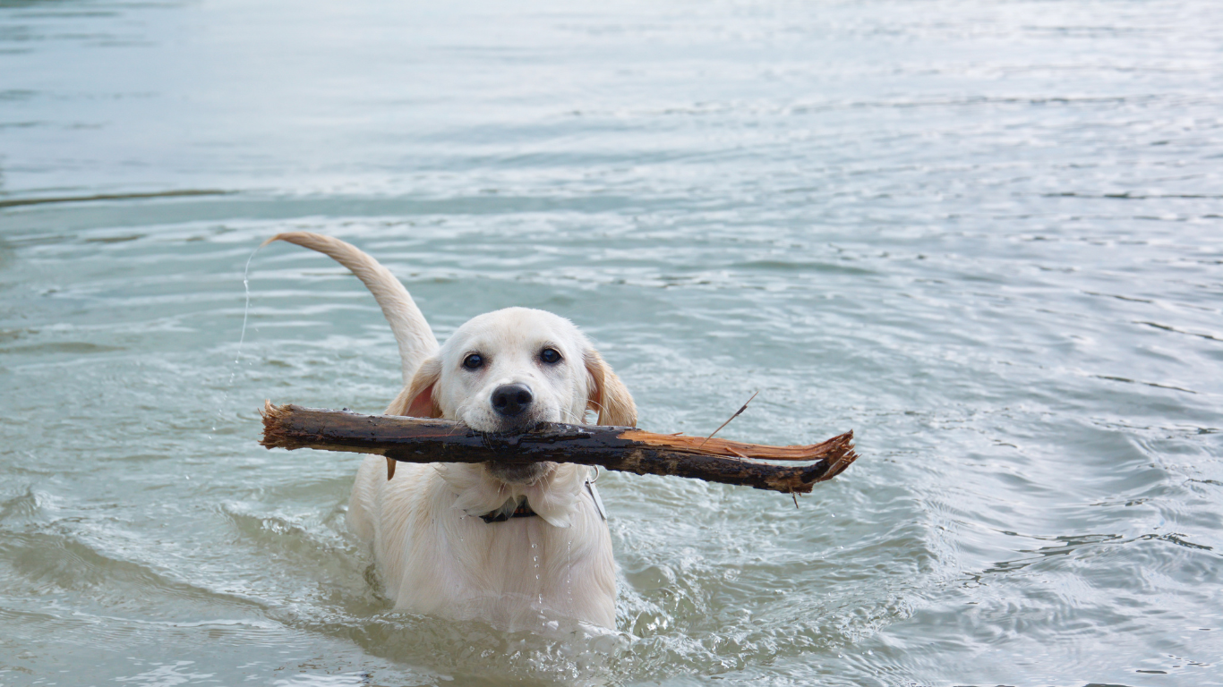 Hund schwimmt im Wasser mit Stock im Mund