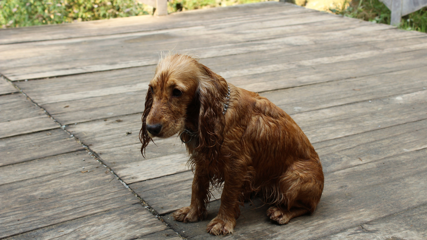 Hund sitzt auf Holzboden draußen