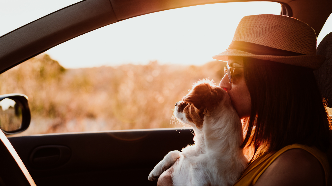 Lange Autofahrten mit Deinem Hund – so geht’s!