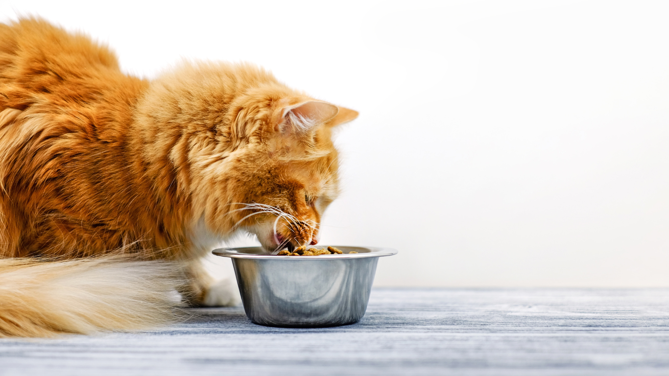 Tricks für wählerische Tiger - Wie Du Deine Katze dazu bringst, ihr Futter zu fressen