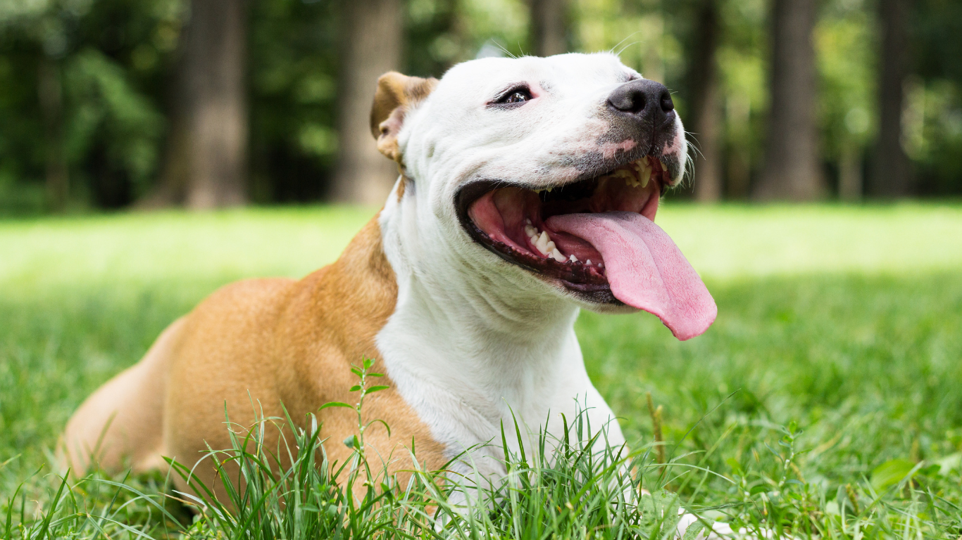 Hund mit Zwingerhusten