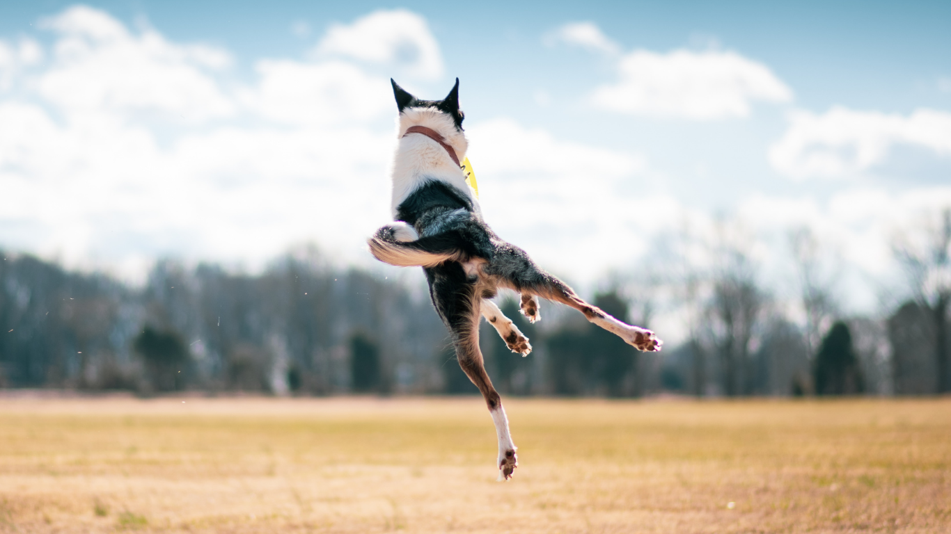 Darmgesundheit beim Hund - Der Einfluss der Darmflora auf das Wohlbefinden