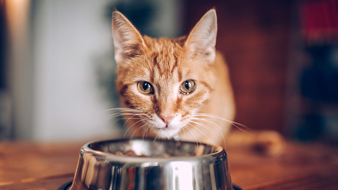 Futterumstellung bei Deiner Katze - so gelingt es Dir!