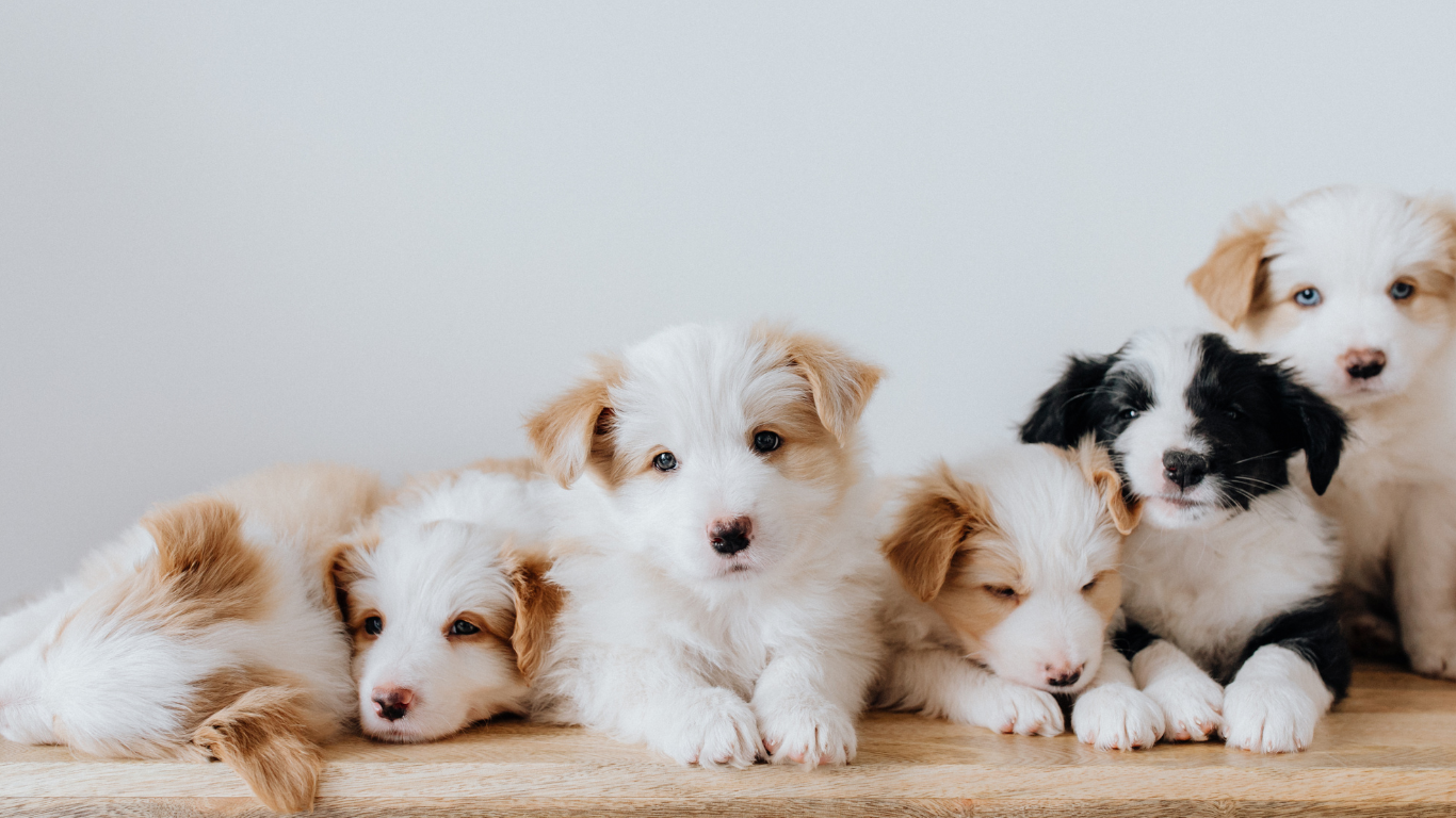 Die Entwicklung vom Welpen zum erwachsenen Hund