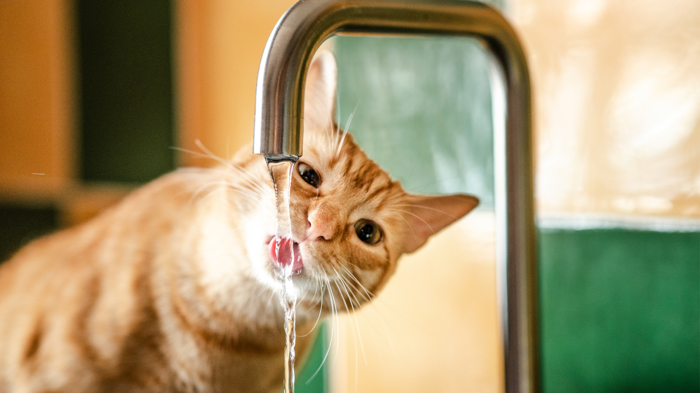 Verstärkter Durst und Harnproduktion bei der Katze