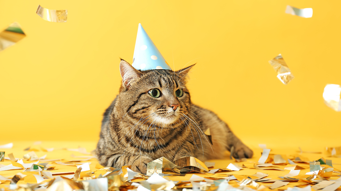 Neues Jahr, neue Ziele: Vorsätze für Deine Katze