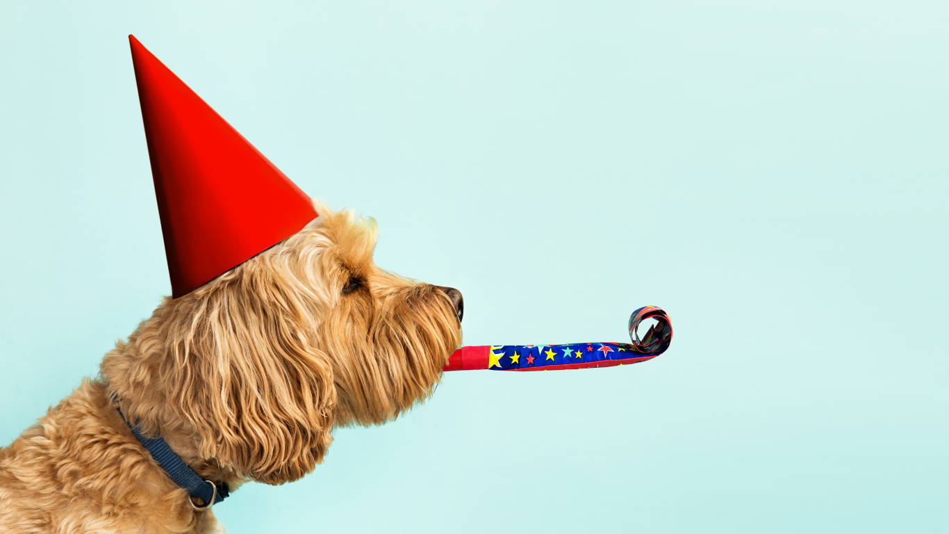 Neues Jahr, neue Ziele: Vorsätze für Deinen Hund