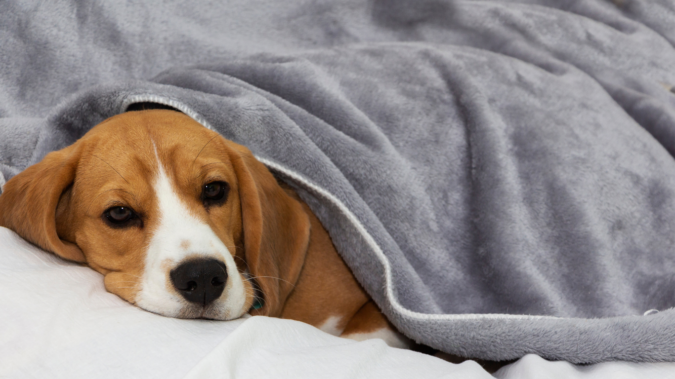 Diabetes beim Hund: Ursachen, Symptome und Therapie