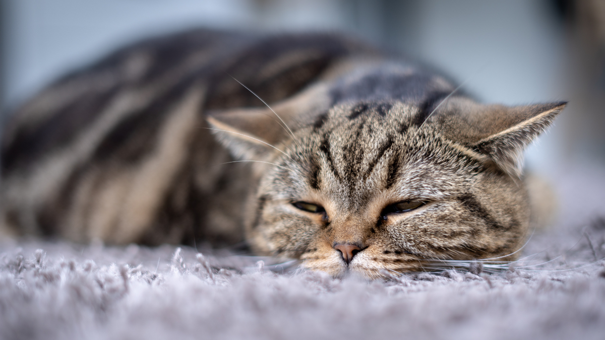 Diabetes bei der Katzen Ursachen, Symptome und Therapie