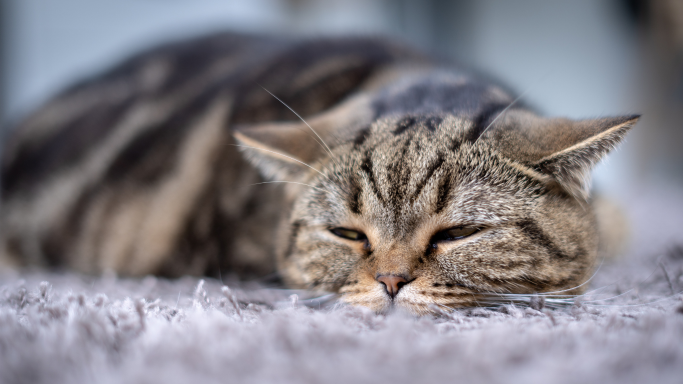 Diabetes bei der Katzen: Ursachen, Symptome und Therapie