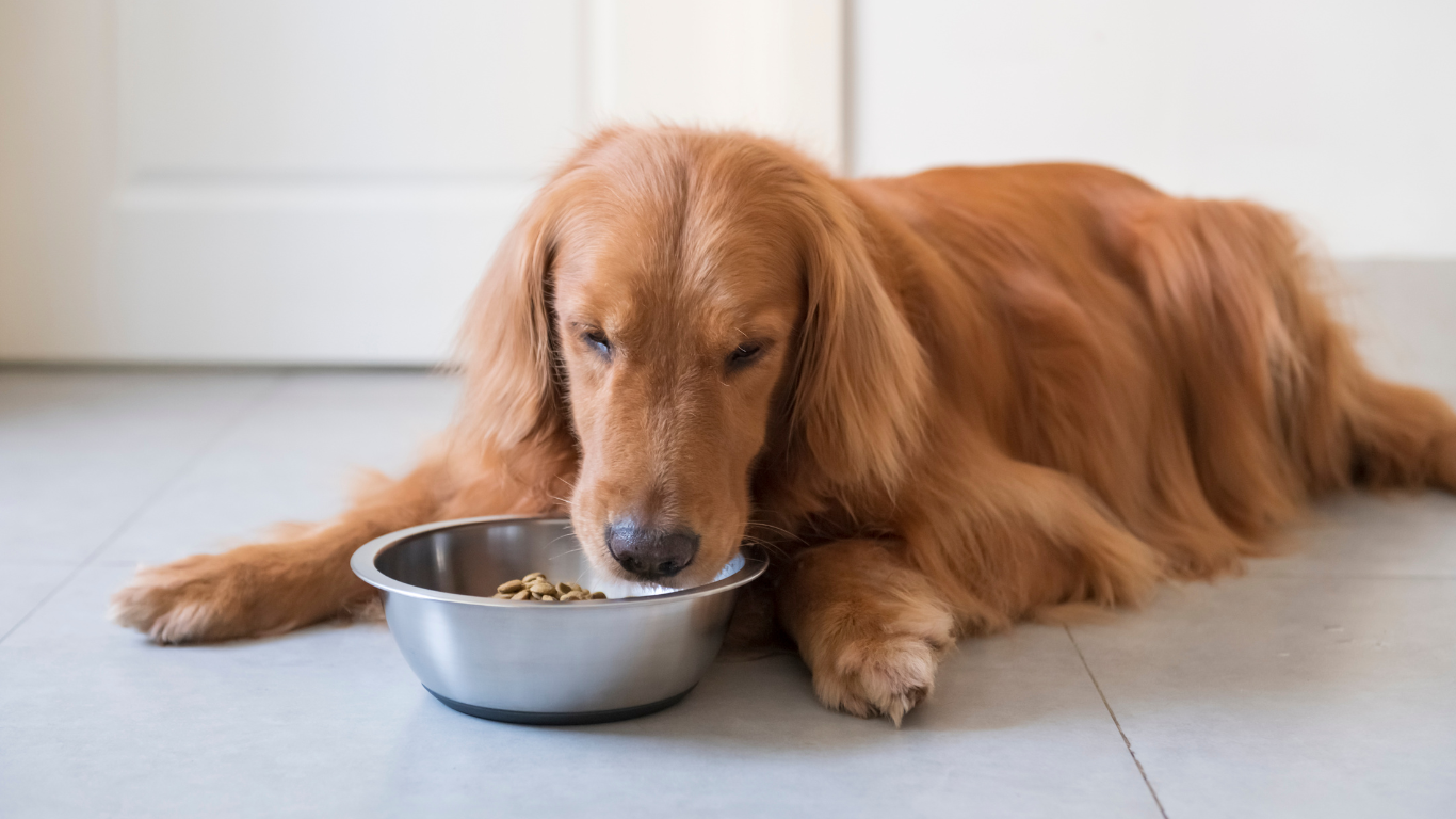 Verdauungs-probleme beim Hund: Ursachen, Symptome und Pflegetipps