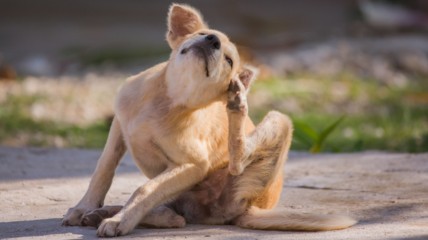 Die wichtigsten Parasitosen beim Hund: Welche Arten gibt es und wie kannst Du sie erkennen
