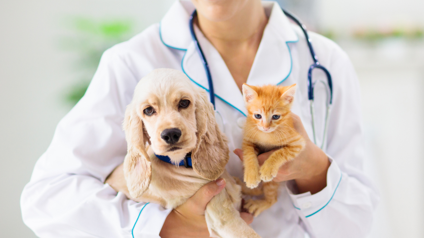 Stressfreie Tierarztbesuche: Tipps zur Vorbereitung von Hunden und Katzen
