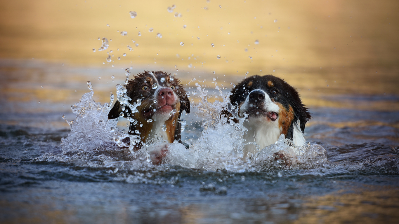 Zwei Hunde in einem See