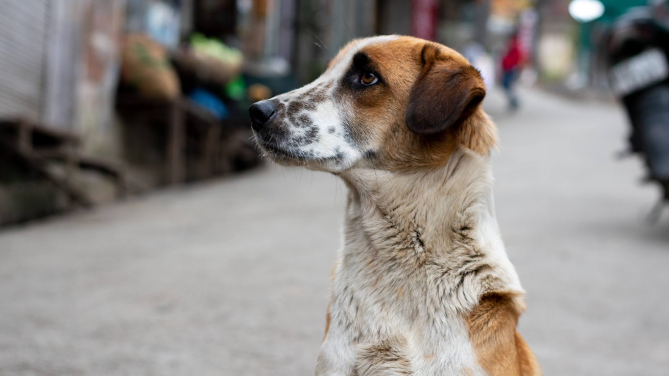 Was man beachten sollte, wenn man einen Hund aus dem Ausland übernimmt.