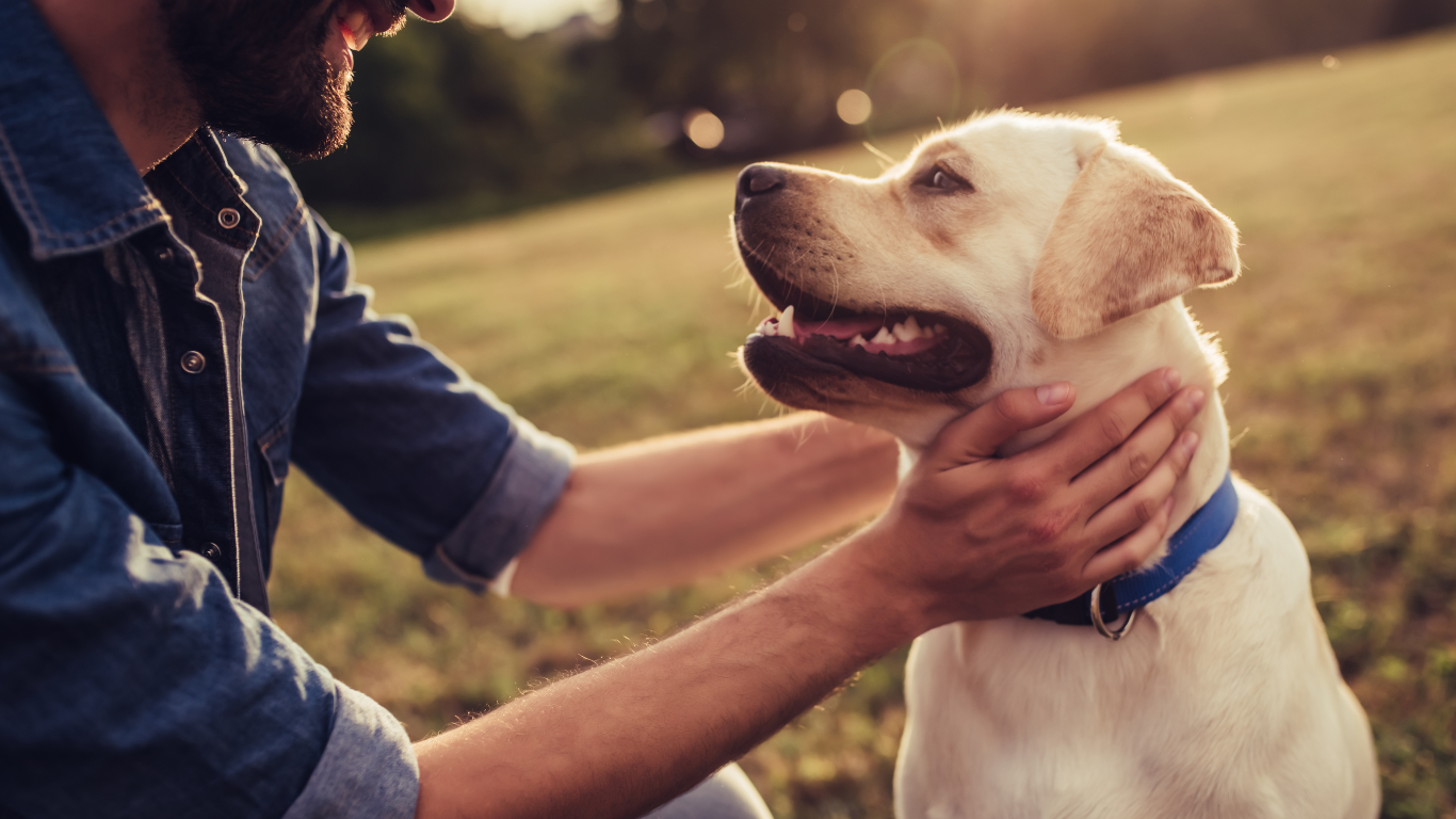 Erste Hilfe für Deinen Hund: So bist Du ready für den Notfall