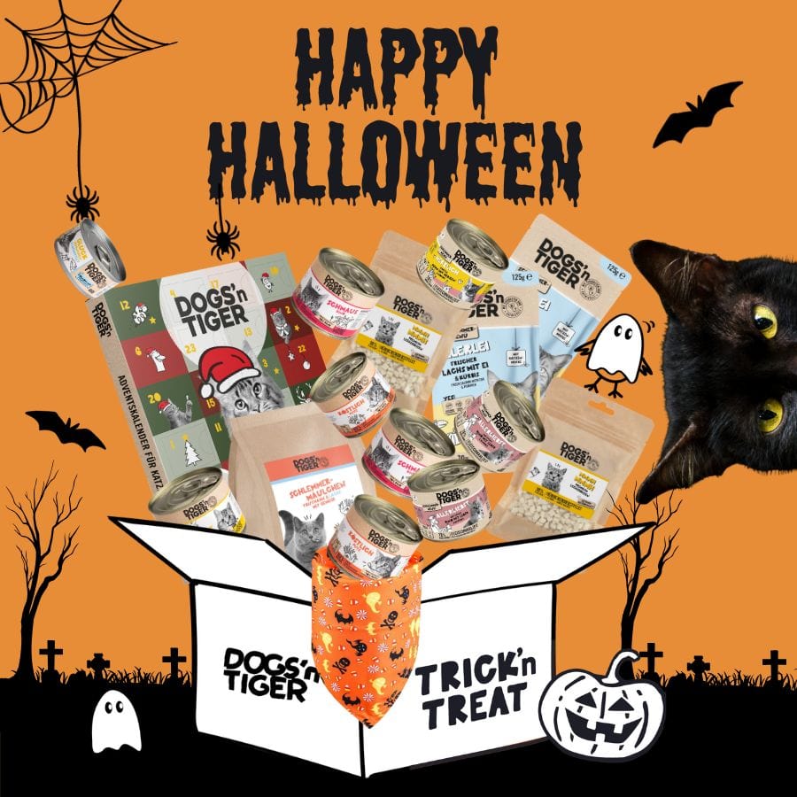 Halloween Box für Katzen