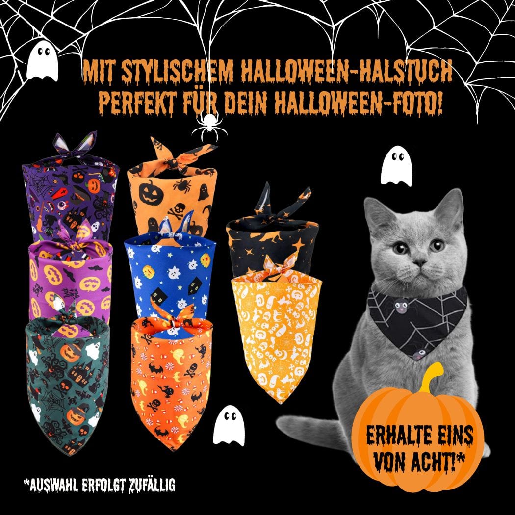 Halloween Box für Katzen